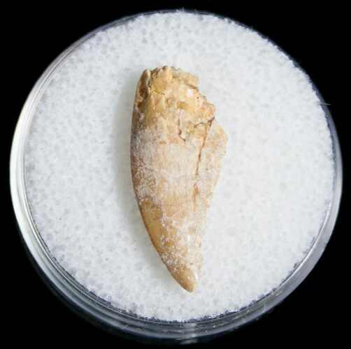 Bargain Raptor Tooth From Morocco - #11232